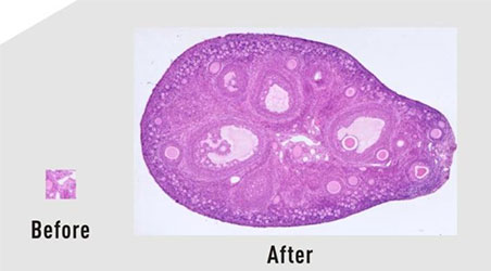 USB20DPX具有2000万像素Exmor TM传感器的显微镜相机